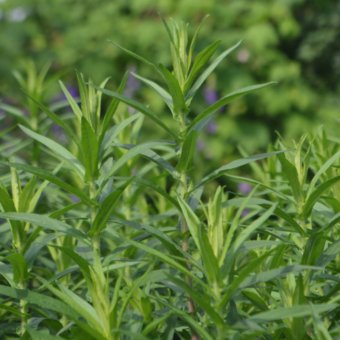 Plant D Estragon Fleurs De Verveine