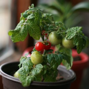 Plant Tomate cerise Haute-Loire