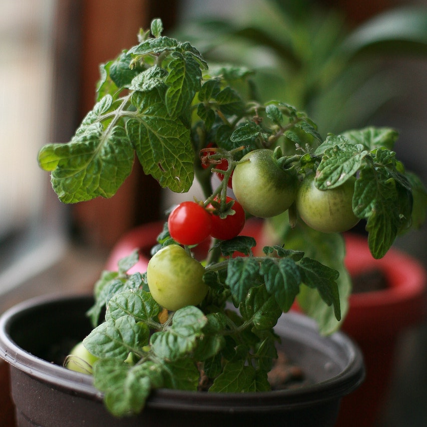 Plant De Tomates Cerises Bio Fleurs De Verveine