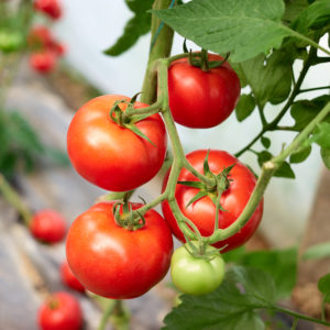 Plant de tomate Haute-loire