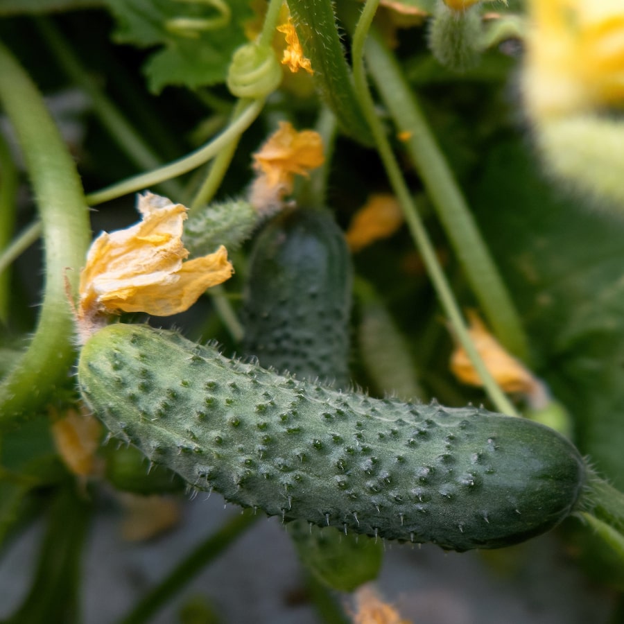 Plant De Cornichon Bio Fleurs De Verveine