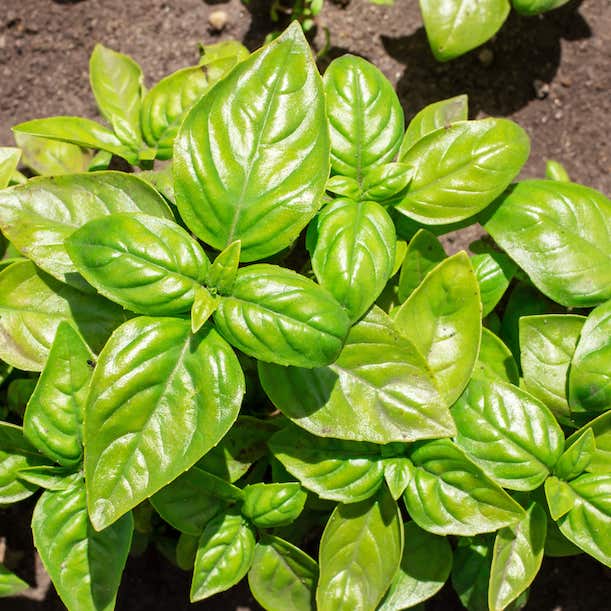 Plant de basilic Haute-Loire