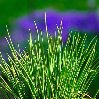 Plant de ciboulette Haute-loire