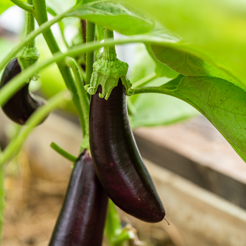 Plants d'aubergine Haute-Loire