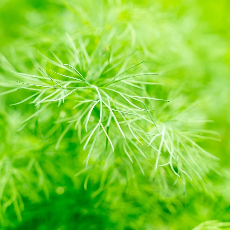 Plant d'aneth Haute-Loire