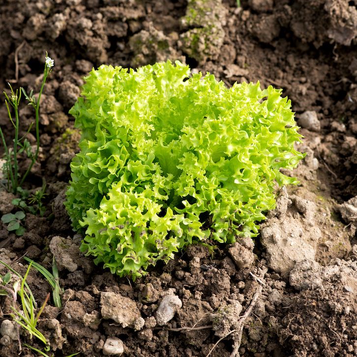 Plants de salades haute-loire