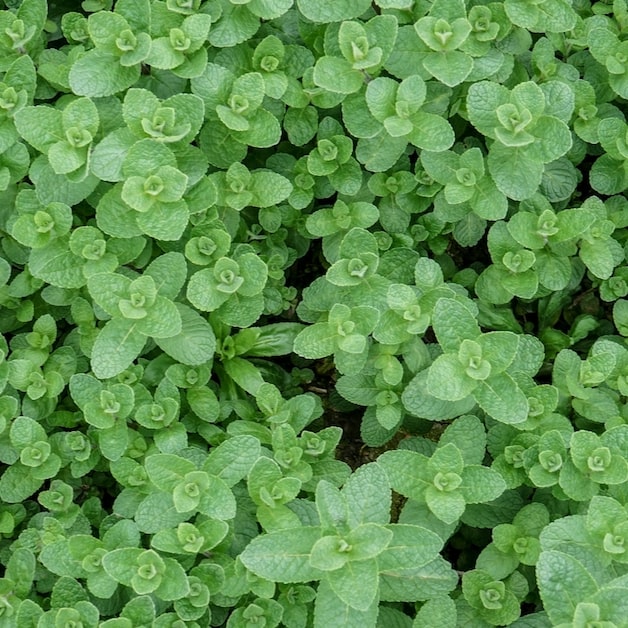 Plant de menthe Haute-Loire