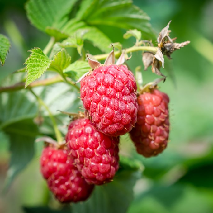 Plants de framboise haute-loire
