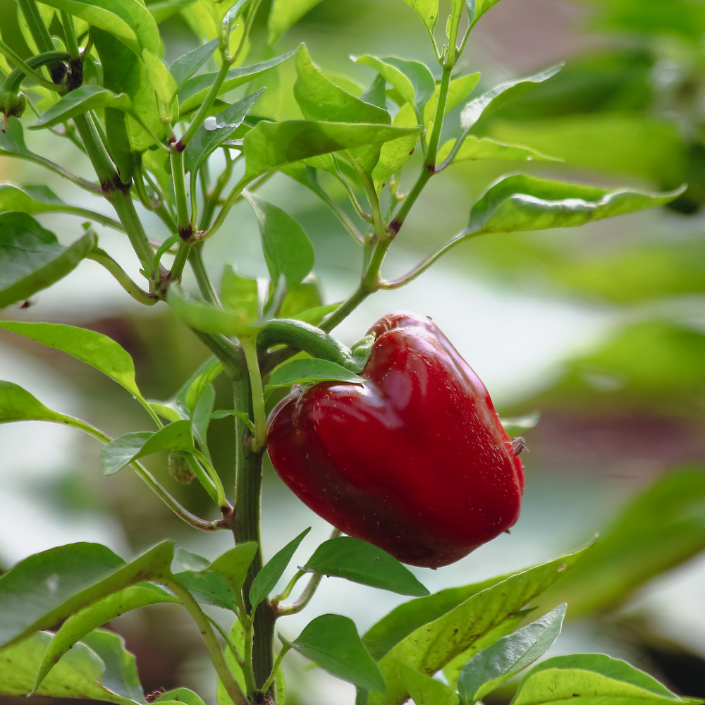Plants de piment bio