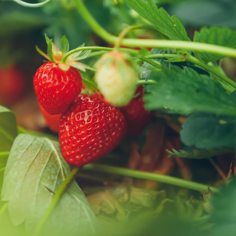 Fraisier en haute-loire