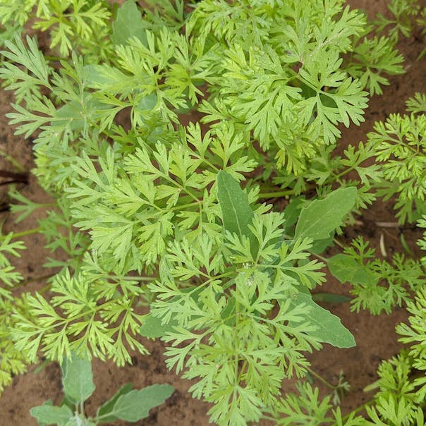 Plant de cerfeuil haute-loire