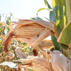 Plants de maïs bio haute-loire