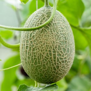 Plant de melon haute-loire