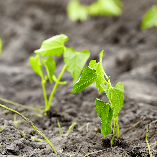 Plants d'haricots haute-loire