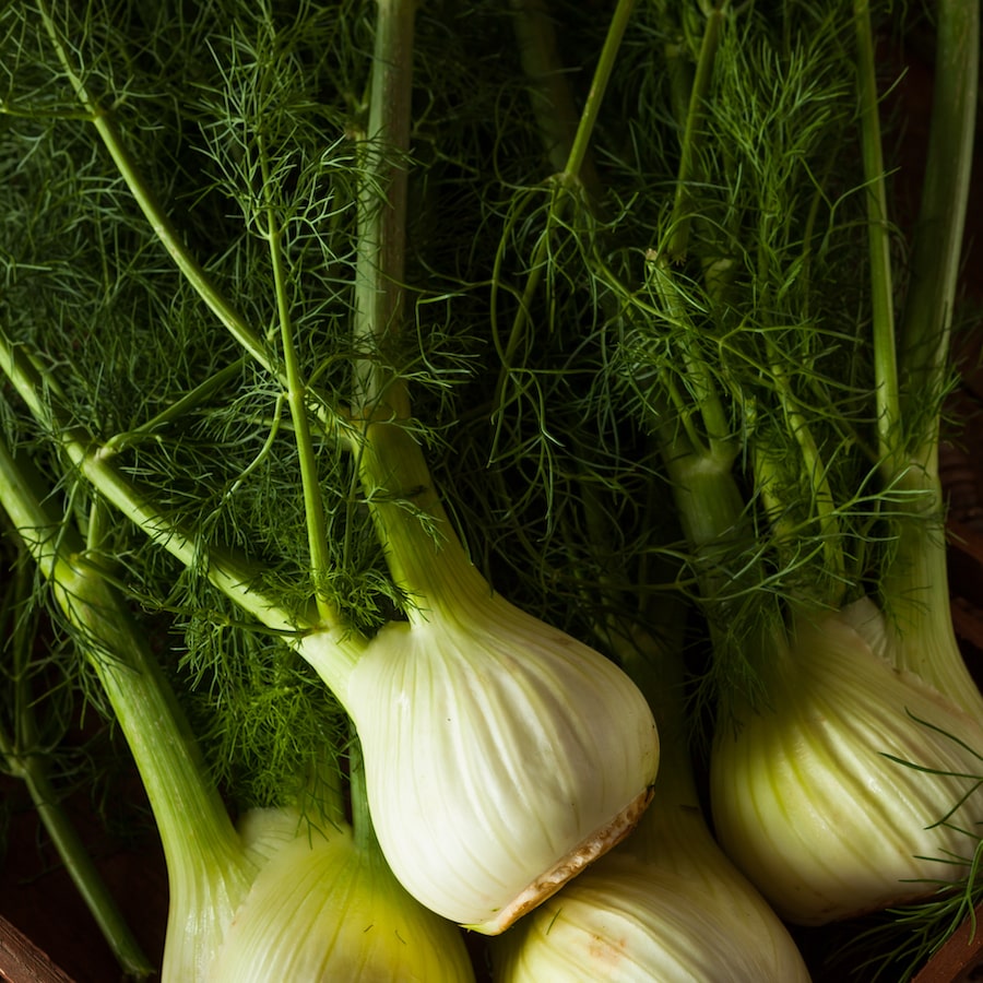 Fenouil bio haute-loire