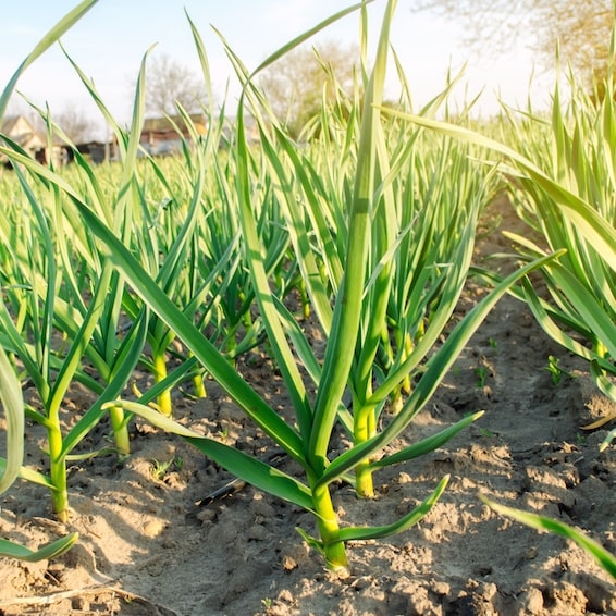 Plant de poireaux haute-loire