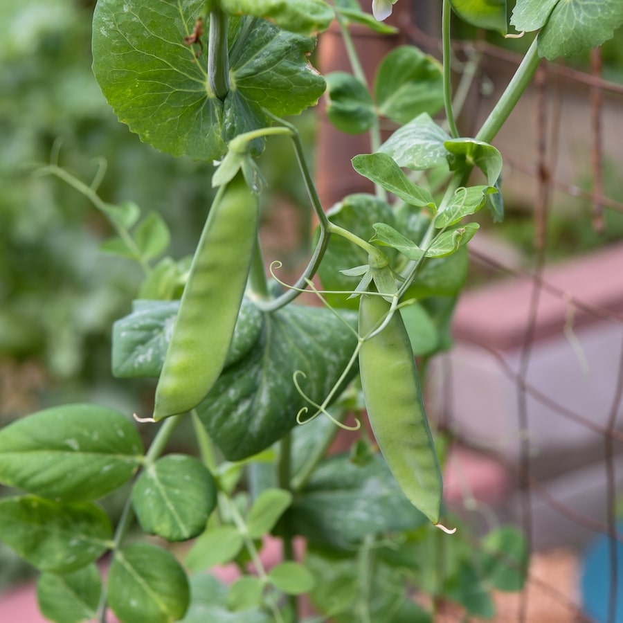 Plants de pois mangetout haute-loire