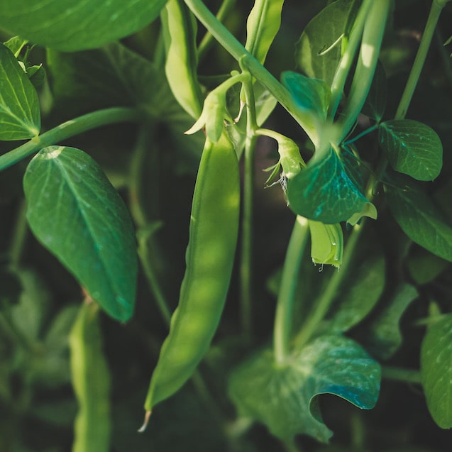 Plant de petit pois haute-loire