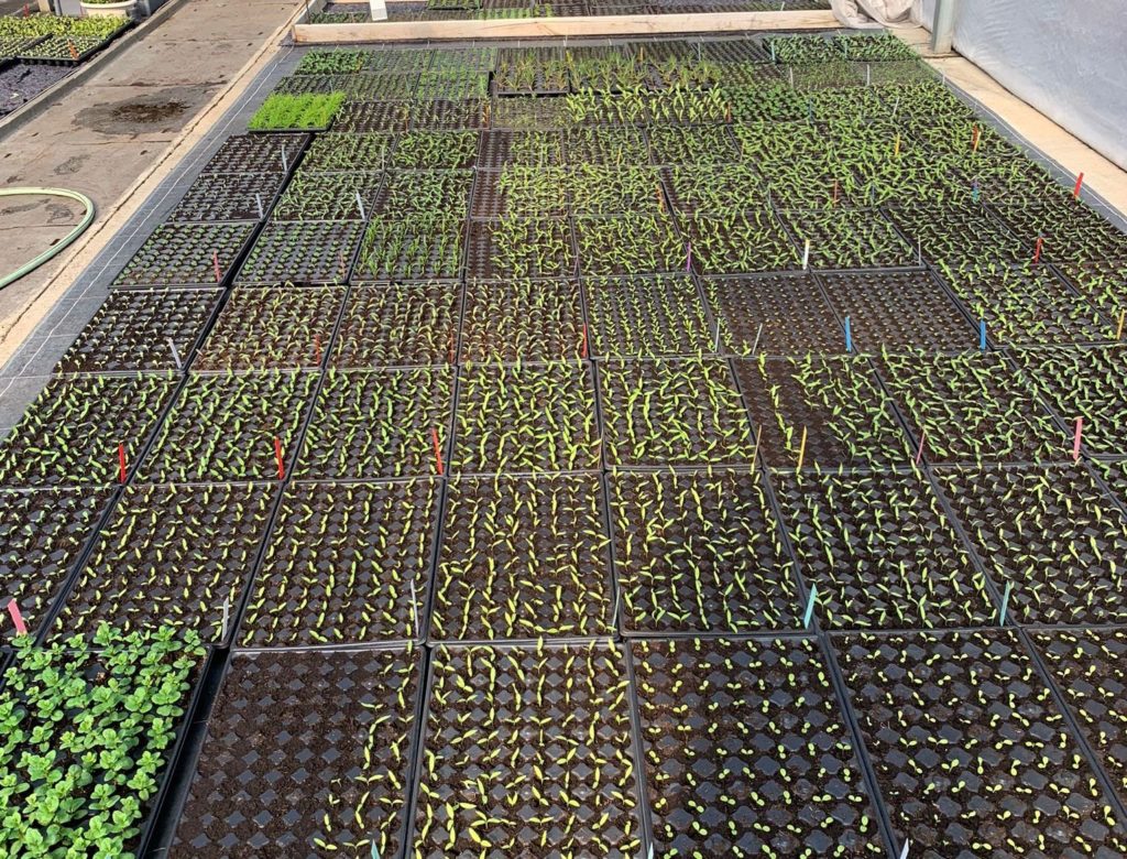 Plants de fruitiers Le Puy-en-Velay