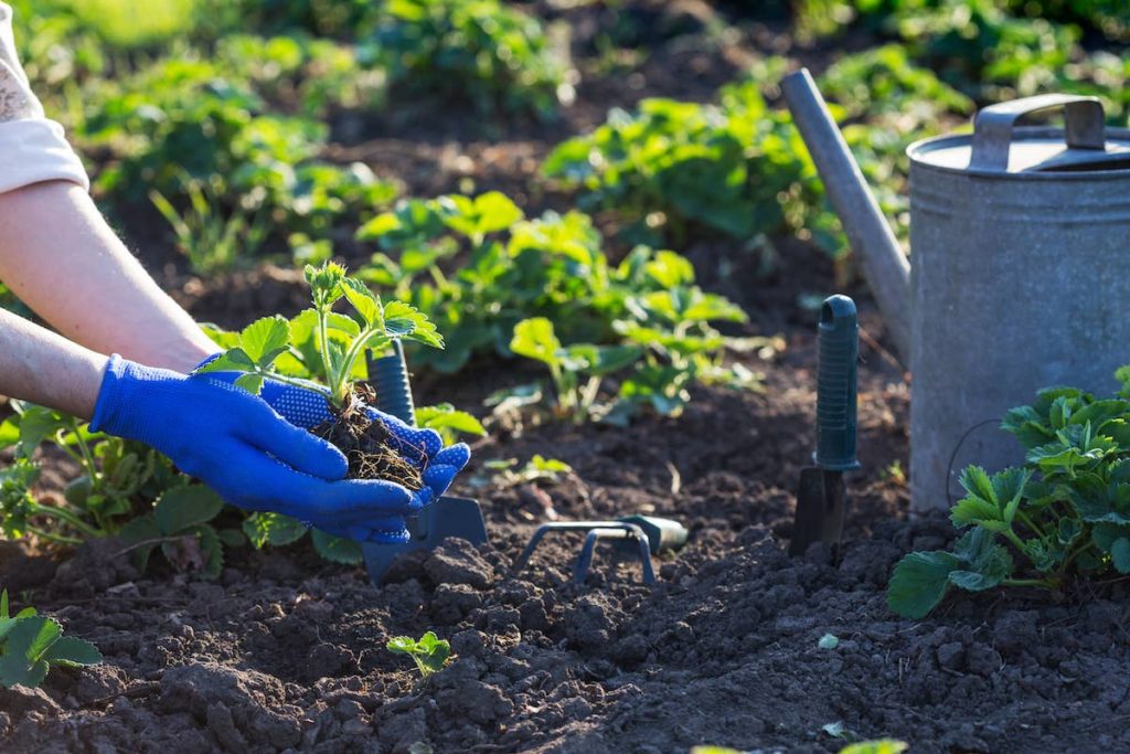 Plantation mars Haute-Loire