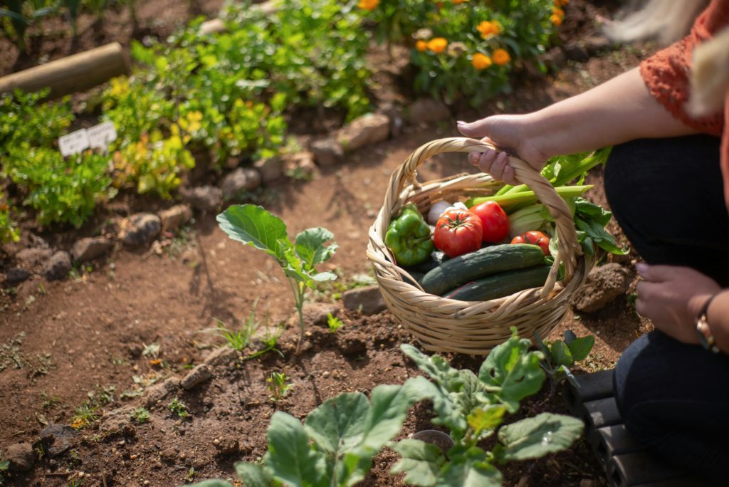 Potager maison